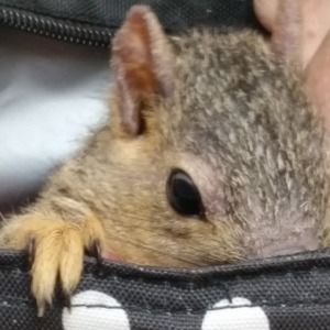 Meet your Posher, Sharon